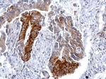 Phospho-SQSTM1 (Ser403) Antibody in Immunohistochemistry (Paraffin) (IHC (P))