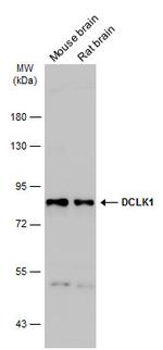 DCLK1 Antibody in Western Blot (WB)