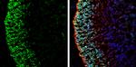 LHX2 Antibody in Immunohistochemistry (Frozen) (IHC (F))