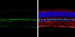 LHX2 Antibody in Immunohistochemistry (Frozen) (IHC (F))