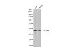 LHX2 Antibody in Western Blot (WB)