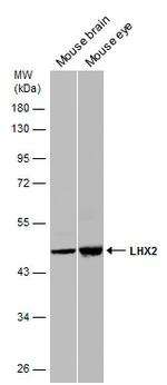 LHX2 Antibody in Western Blot (WB)