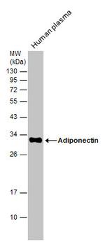 Adiponectin Antibody in Western Blot (WB)