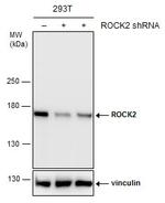 ROCK2 Antibody