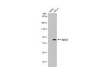 BAG3 Antibody in Western Blot (WB)