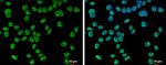 SETD1A Antibody in Immunocytochemistry (ICC/IF)