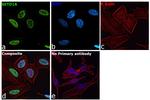 SETD1A Antibody in Immunocytochemistry (ICC/IF)