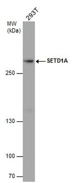 SETD1A Antibody in Western Blot (WB)