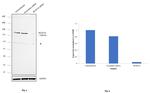 SETD1A Antibody in Western Blot (WB)