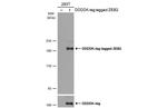 ZEB2 Antibody in Western Blot (WB)