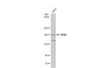 ZEB2 Antibody in Western Blot (WB)