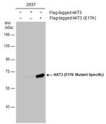 AKT3 (E17K Mutant) Antibody in Western Blot (WB)