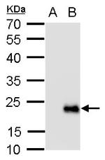 RGS19 Antibody in Western Blot (WB)