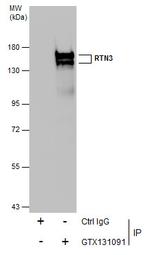 RTN3 Antibody in Immunoprecipitation (IP)