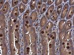 SEMA3A Antibody in Immunohistochemistry (Paraffin) (IHC (P))