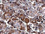 BASP1 Antibody in Immunohistochemistry (Paraffin) (IHC (P))