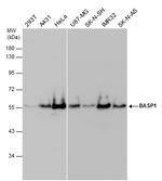 BASP1 Antibody in Western Blot (WB)