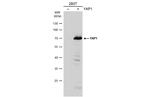 YAP1 Antibody in Western Blot (WB)