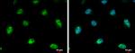 NOP56 Antibody in Immunocytochemistry (ICC/IF)