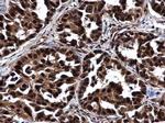 NOP56 Antibody in Immunohistochemistry (Paraffin) (IHC (P))