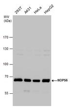 NOP56 Antibody in Western Blot (WB)