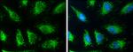 SLC19A2 Antibody in Immunocytochemistry (ICC/IF)