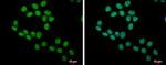 Phospho-SLU7 (Ser513, Ser515) Antibody in Immunocytochemistry (ICC/IF)