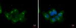 RBCK1 Antibody in Immunocytochemistry (ICC/IF)