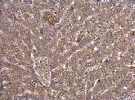 RBCK1 Antibody in Immunohistochemistry (Paraffin) (IHC (P))