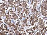 RBCK1 Antibody in Immunohistochemistry (Paraffin) (IHC (P))