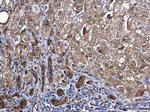 RBCK1 Antibody in Immunohistochemistry (Paraffin) (IHC (P))