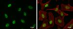 EHMT2 Antibody in Immunocytochemistry (ICC/IF)