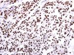 EHMT2 Antibody in Immunohistochemistry (Paraffin) (IHC (P))