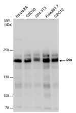 EHMT2 Antibody in Western Blot (WB)