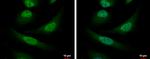 COPS8 Antibody in Immunocytochemistry (ICC/IF)