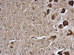 TMP21 Antibody in Immunohistochemistry (Paraffin) (IHC (P))