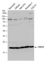 TMP21 Antibody in Western Blot (WB)