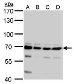 CPSF6 Antibody in Western Blot (WB)