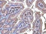 Coronin 1A Antibody in Immunohistochemistry (Paraffin) (IHC (P))