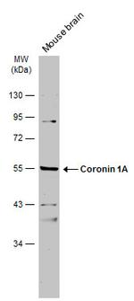 Coronin 1A Antibody in Western Blot (WB)