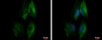 SEC23IP Antibody in Immunocytochemistry (ICC/IF)