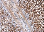 SEC23IP Antibody in Immunohistochemistry (Paraffin) (IHC (P))