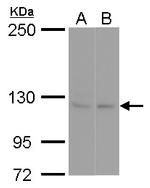 SEC23IP Antibody in Western Blot (WB)