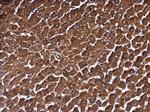 MAT1A Antibody in Immunohistochemistry (Paraffin) (IHC (P))