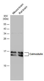 Calmodulin Antibody in Western Blot (WB)