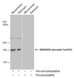 Phospho-NMDAR2B (Tyr1472) Antibody in Western Blot (WB)