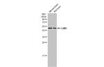 LIM1 Antibody in Western Blot (WB)