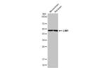 LIM1 Antibody in Western Blot (WB)