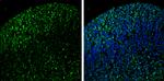 LMX1B Antibody in Immunohistochemistry (Frozen) (IHC (F))