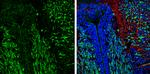 MBP Antibody in Immunohistochemistry (Frozen) (IHC (F))